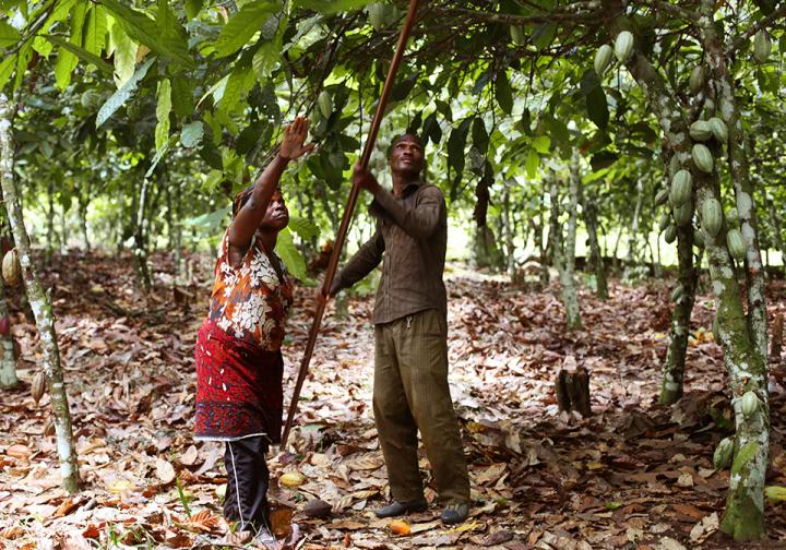 Piantagione di cacao in Africa